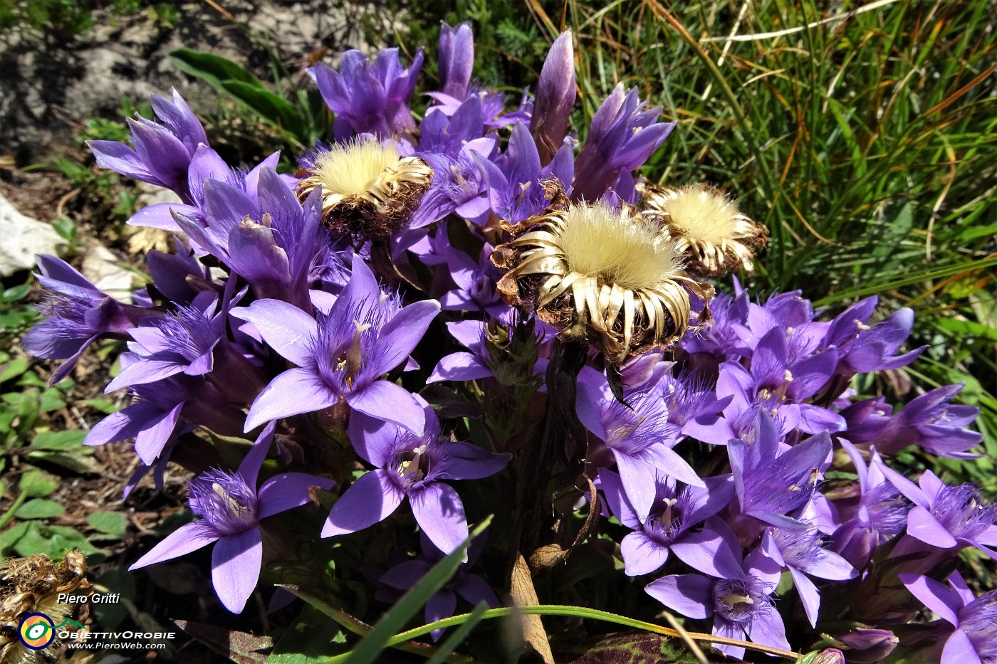 50 Sul sentiero spettacolo di   gentiana anisodonta-ramosa in piena fioritura.JPG
